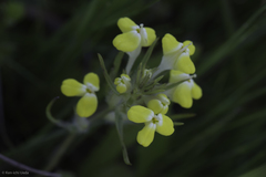 Castilleja campestris