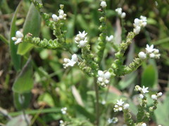 Mitreola