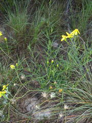 Senecio harveianus