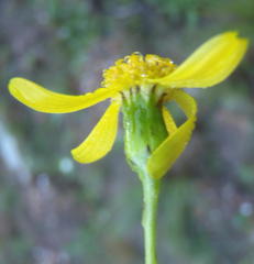 Senecio harveianus