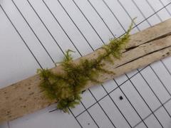 Sematophyllum