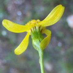 Senecio harveianus