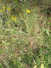Coreopsis linifolia
