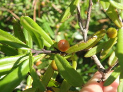 Ilex myrtifolia