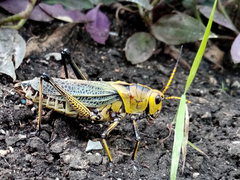 Taeniopoda tamaulipensis