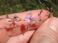 Desmodium tenuifolium