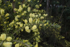 Acacia verticillata verticillata