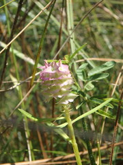 Polygala cruciata