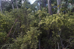 Acacia verticillata verticillata