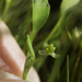 Ranunculus bonariensis trisepalus - Photo (c) Ken-ichi Ueda,  זכויות יוצרים חלקיות (CC BY), uploaded by Ken-ichi Ueda