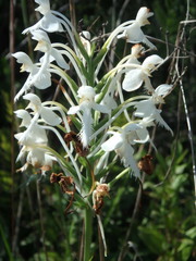 Platanthera blephariglottis