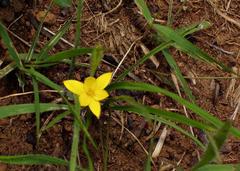 Hypoxis argentea argentea