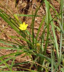 Hypoxis argentea argentea