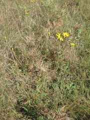 Helianthus heterophyllus