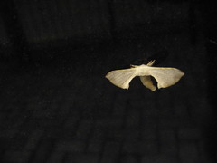 Bombycidae