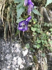 Aconitum racemulosum