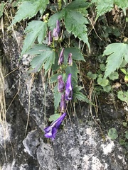 Aconitum racemulosum