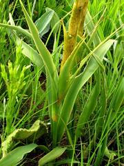 Chlorophytum haygarthii image