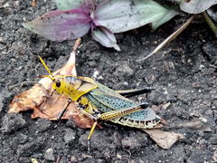 Taeniopoda tamaulipensis