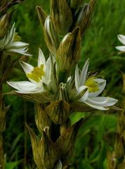 Chlorophytum haygarthii image