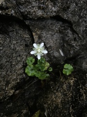 Parnassia amoena