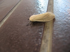 Creatonotos transiens vacillans