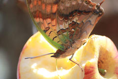 Charaxes candiope