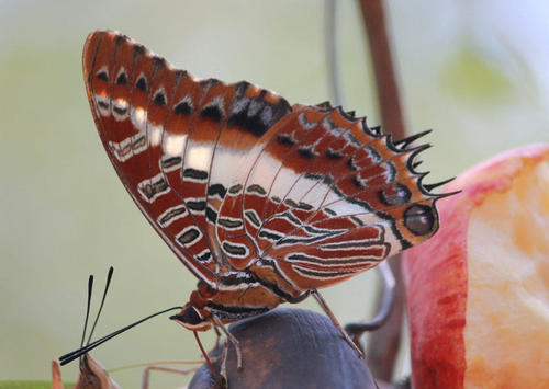 White-barred Emperor