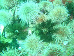 Pentacta doliolum