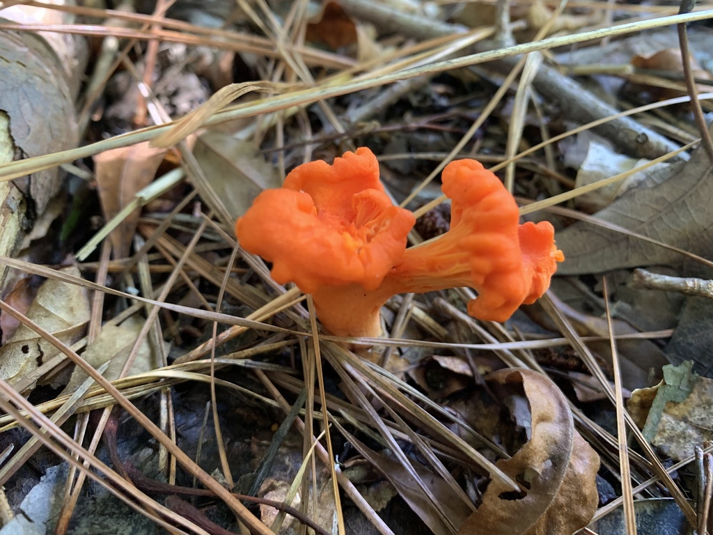 Red Chanterelle from Delaware Bay, Milton, DE, US on September 6, 2021