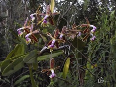 Epidendrum cristatum