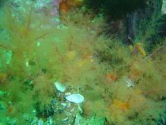 Thyone aurea