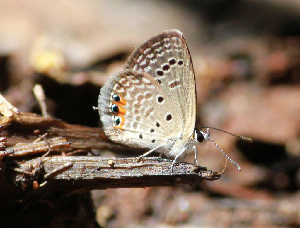 Brown Grass Jewel