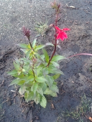 Lobelia cardinalis