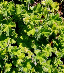 Pelargonium australe