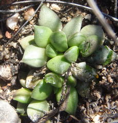 Anacampseros telephiastrum