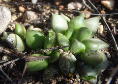 Anacampseros telephiastrum