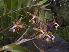 Epidendrum cristatum