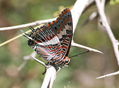 Charaxes saturnus saturnus