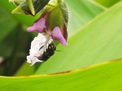Ceratina perforatrix pyramidalis