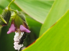 Ceratina perforatrix pyramidalis