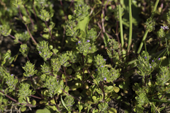 Pogogyne zizyphoroides