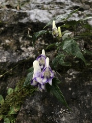 Aconitum hemsleyanum