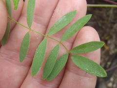 Tephrosia vicioides