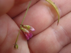 Tephrosia vicioides