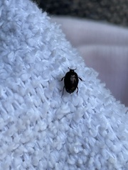 Saprininae