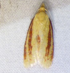 Sparganothis bistriata