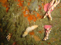 Thyone aurea