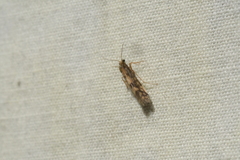 Agraylea