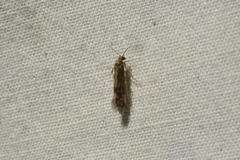 Agraylea